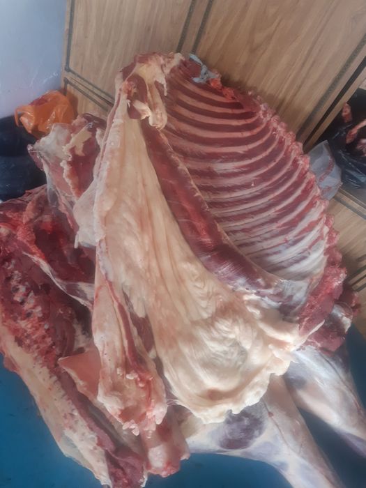 Жылқы ,сиыр еті сатылады!