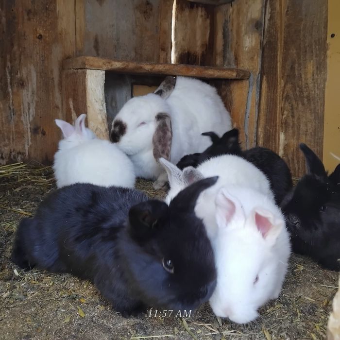 Vând iepurași mici și mari