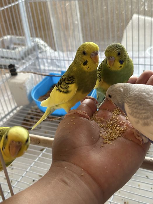 Ручные волнистые попугаи