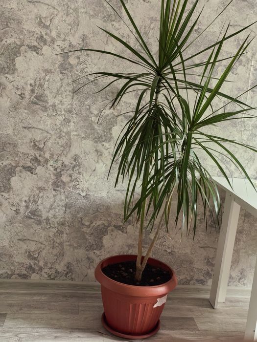 Продам комнатные растение