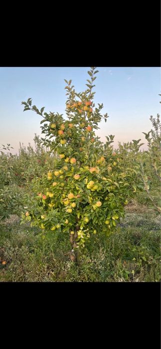 Продам яблоневый сад