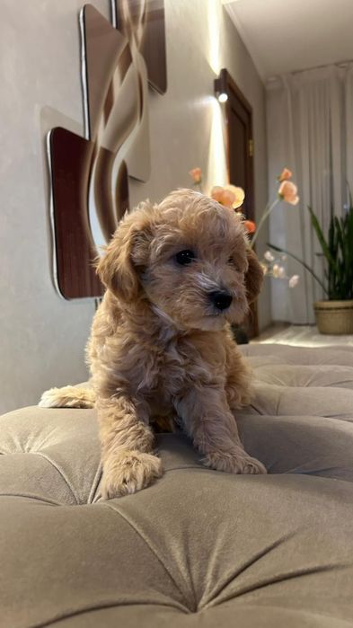 Щенки Мальтипу 1,5мес