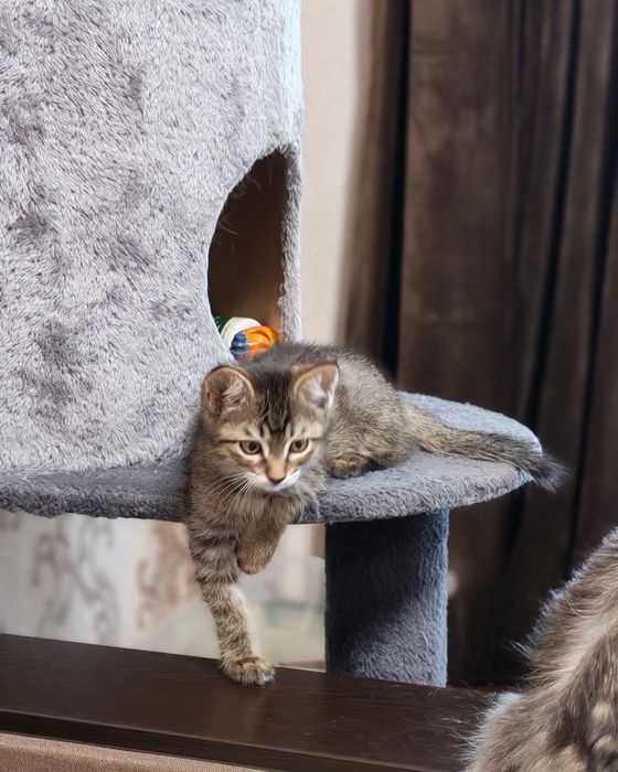Котëночек в хорошую семью