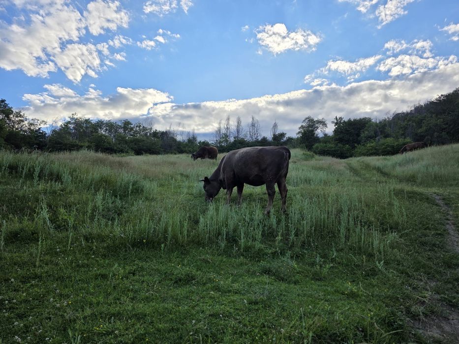 Vaca de vanzare GESTANTA