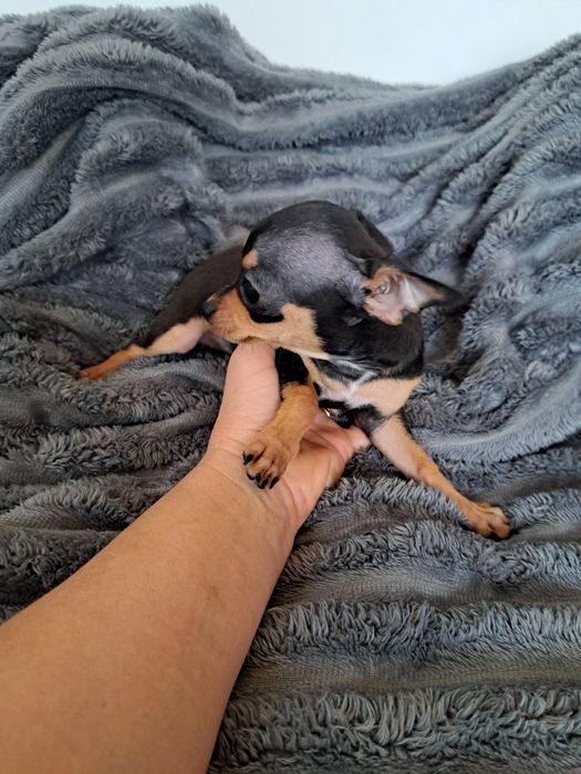 Продам мини той терьера