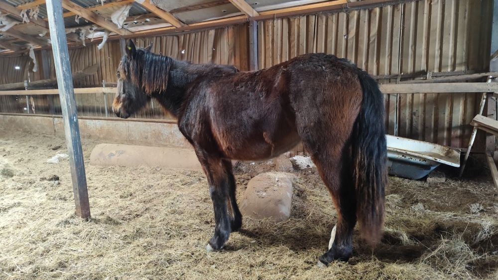 Тай ургашы, 390000