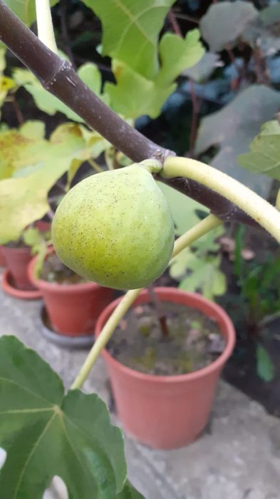 Smochini de vânzare