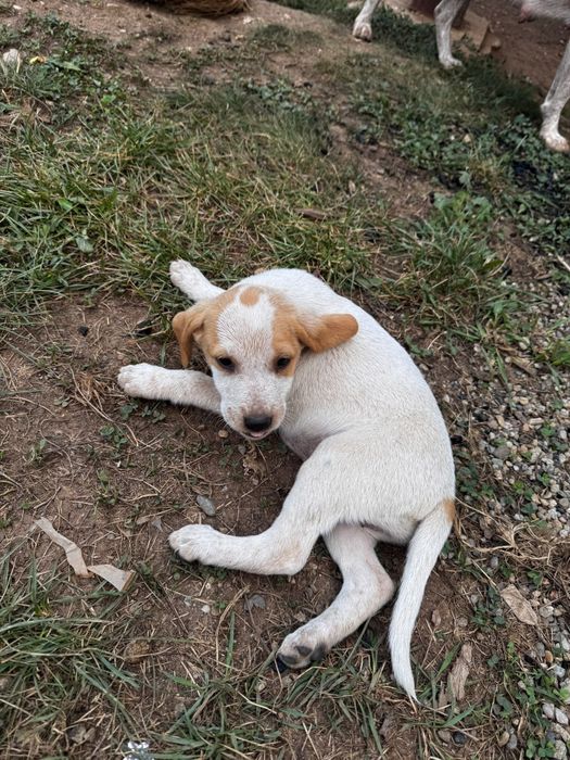 Donez catei metis vizsla maghiara