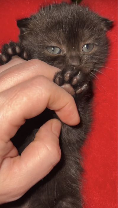 Котенок декочка вислоухая