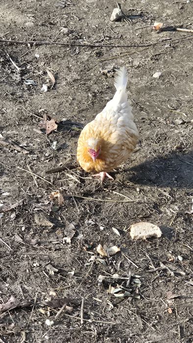 Vând găini si cocoșei pitici
