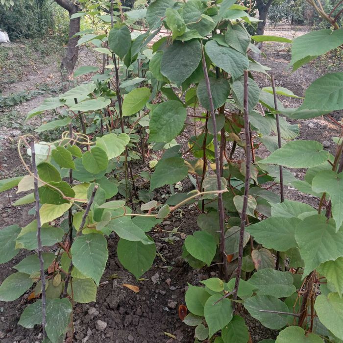 Хейворд Киви кўчатлари-Саженцы киви сорта Хейворд