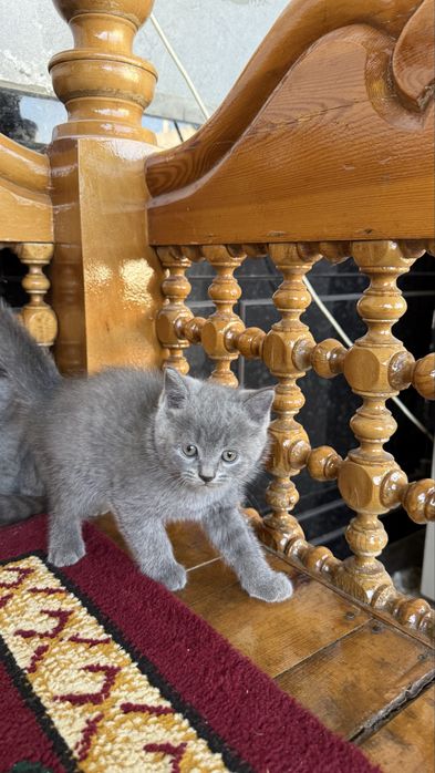 Британские кошки