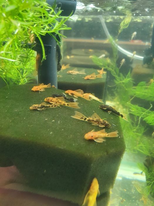 Вуалевый супер-ред и LDA 016 то