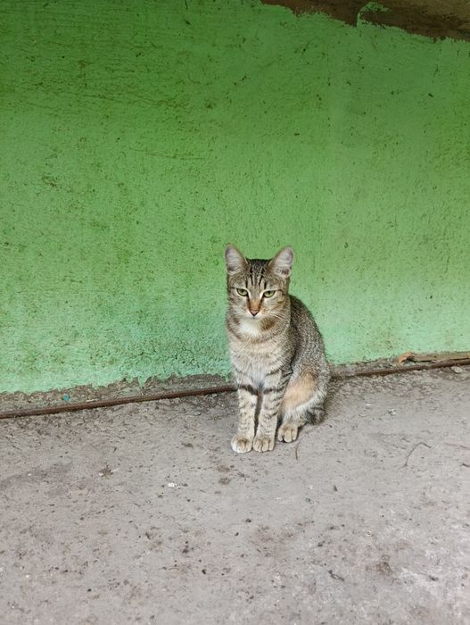 Кошечка только в добрые руки