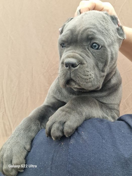 Щенки кане корсо