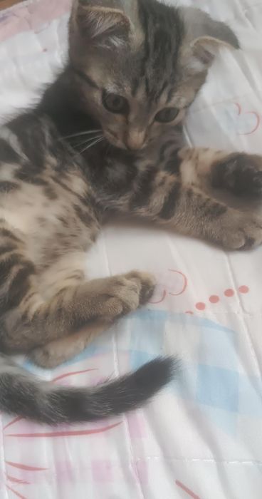 Отдам Котенка Породистая Мальчик