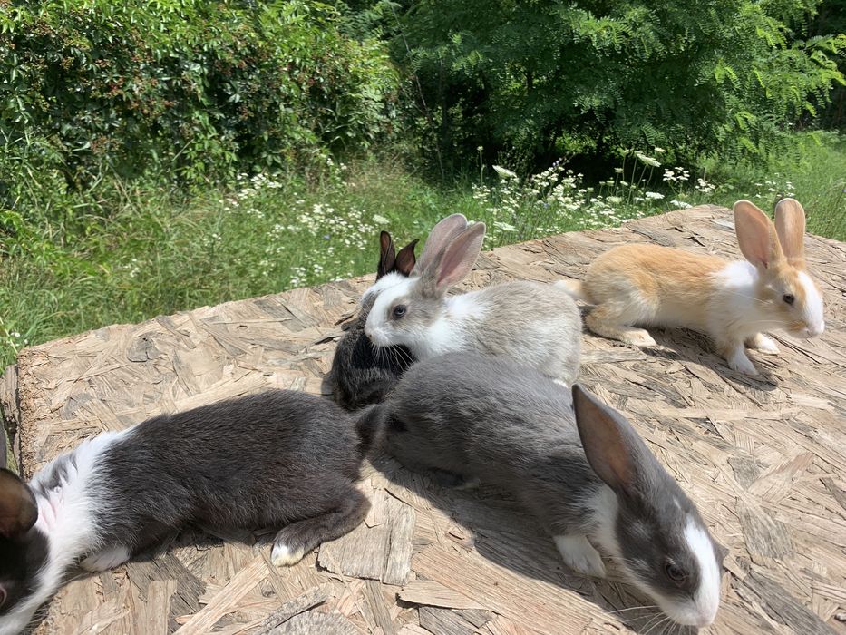 Iepuri hycole francez