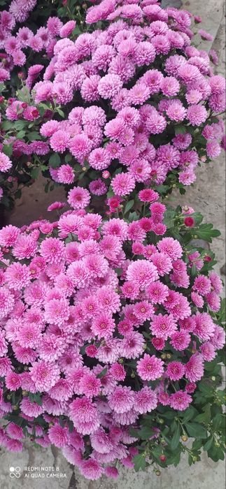 Хризантемы мультифлора