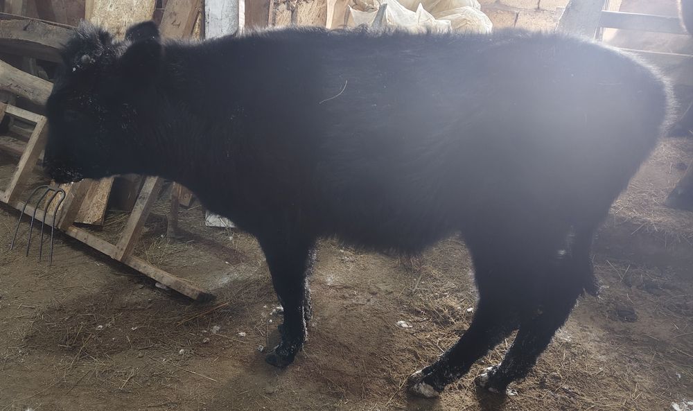 Продам бычка 7 месяцев