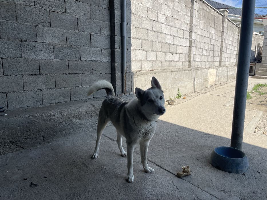 Ит сатылады бағасы 35000 . Лайка северный