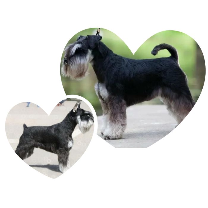 Продаётся щенок ЦВЕРГШНАУЦЕР