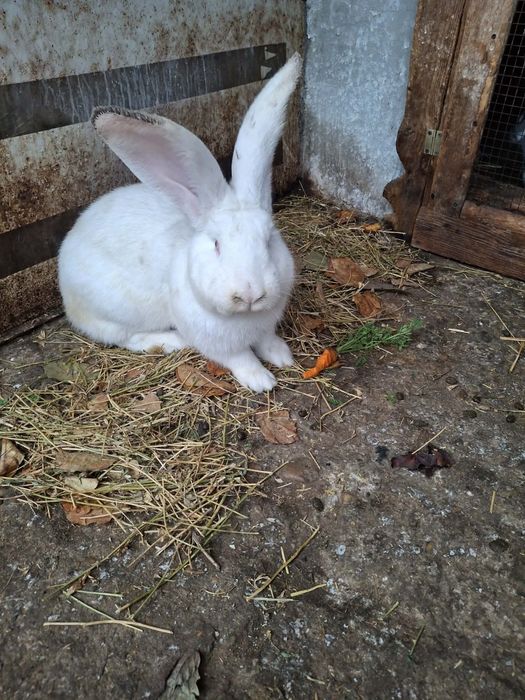 Iepuri diverse marini si culori