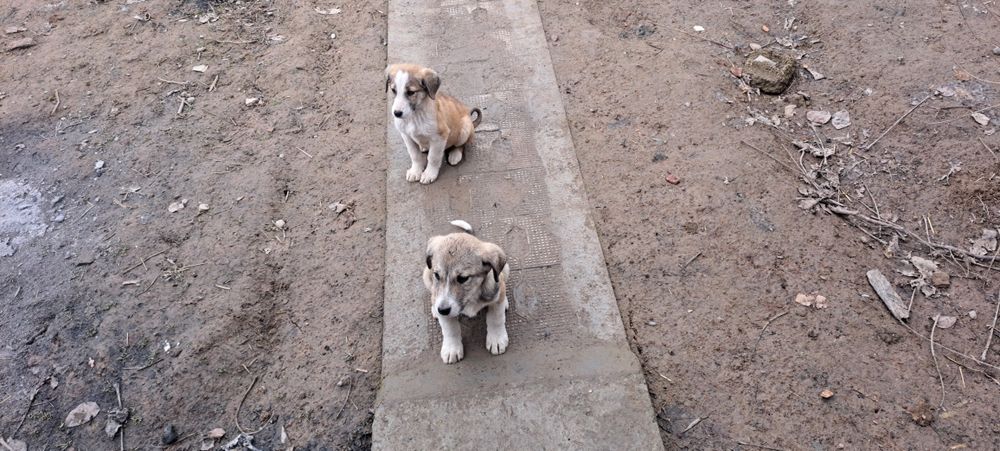 Кучук боллари соглом