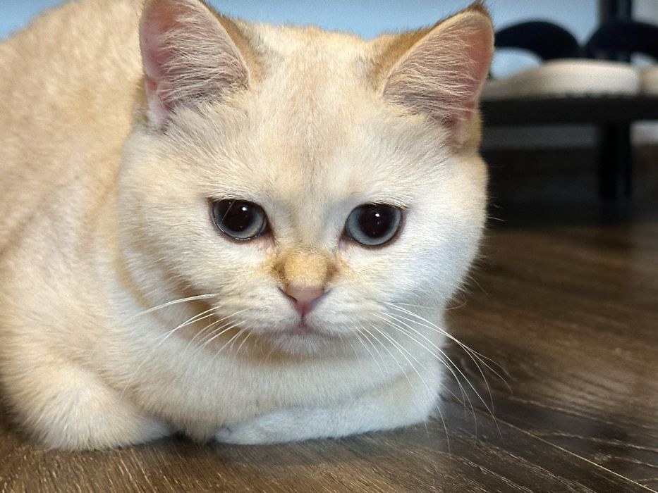 Fetita superba british shorthair! Certificat pedigree!