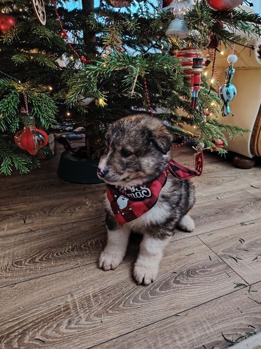 Donam cățeluși  draguti