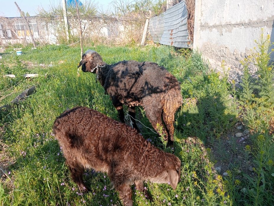 Кой козлы, овца.