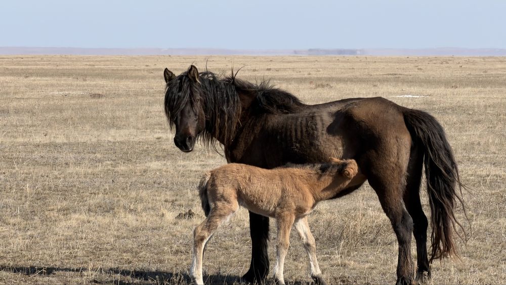 Продам кобылу 7 лет, ( жуас малдануга)