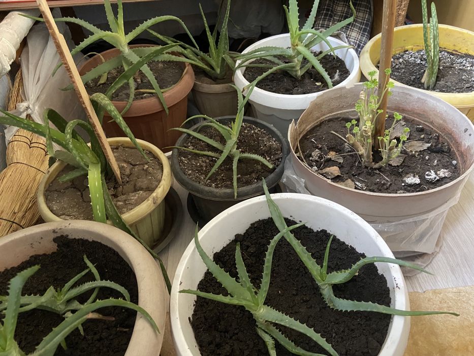 Продаю алоэ.Алое-вера