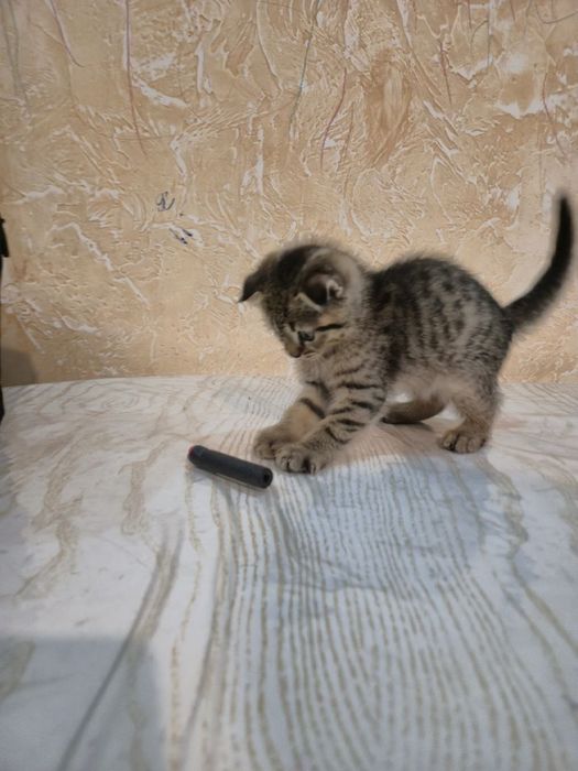 дитя скоттиш фолд