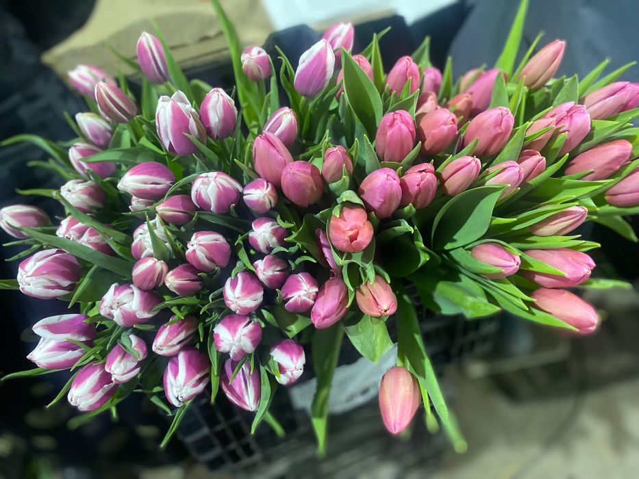 Тюльпан оптом премиум класса