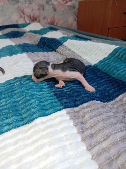 Бронь на сфинкс, чистокровные