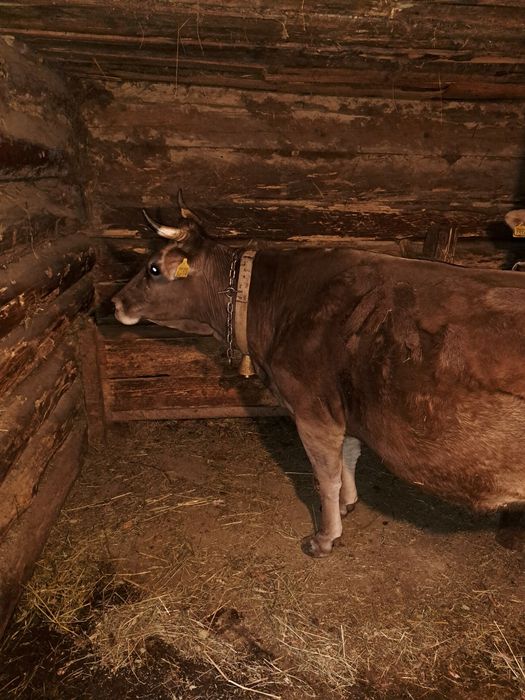 Vând vaca brună de maramures