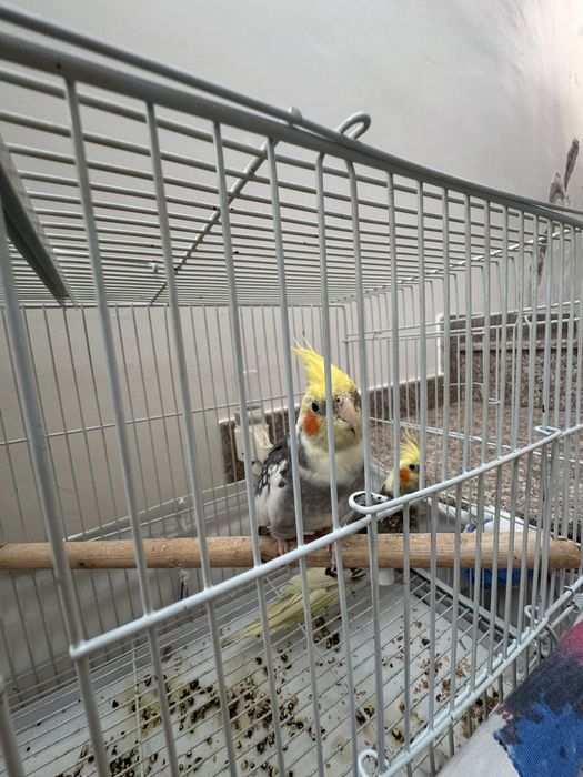 Vand perechie papagali ninfa amandoua la pretul de 500 de lei