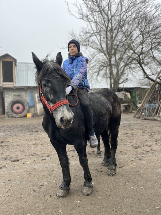 Disponibila iapa grea cu manz