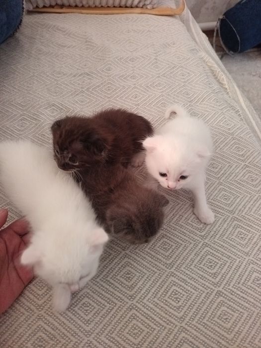Котята только в добрые руки!