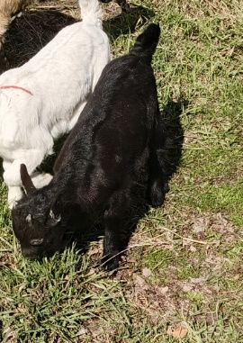 Продам козлика . Альпиеец цена 20000т