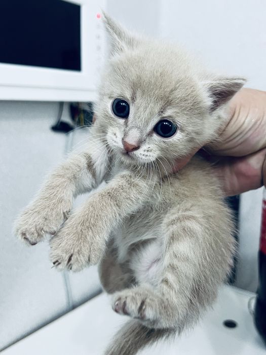 Котенок ищет дом