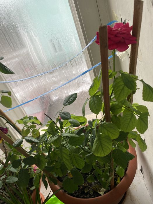 Продам Комнатные растения