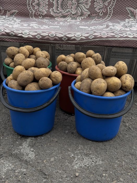 Продам домашнюю едовую картошку