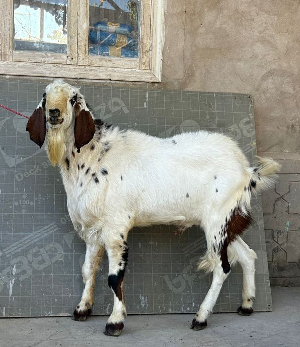 Ер адамның ұрығы кесілген видео