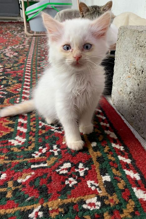Котик 2,5 месяца. Кушает все . Обработанный. Лоток знает только в квар
