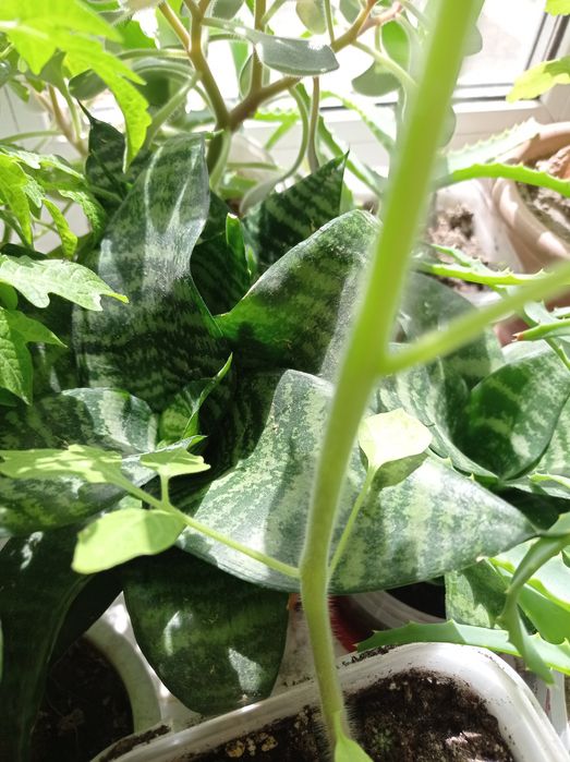 Продам комнатные цветы