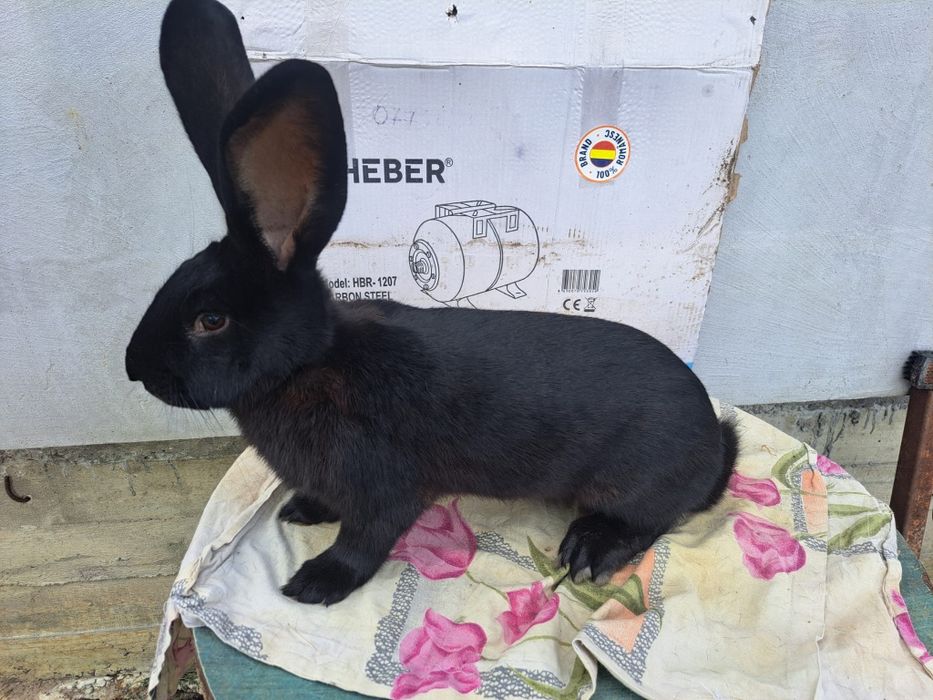 Masculi și femele Fluture Janet!