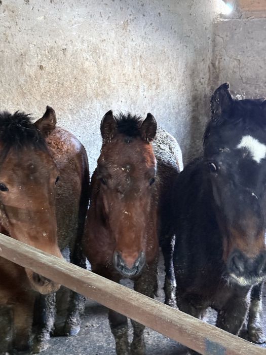 Жылқы 1.5-2жасар