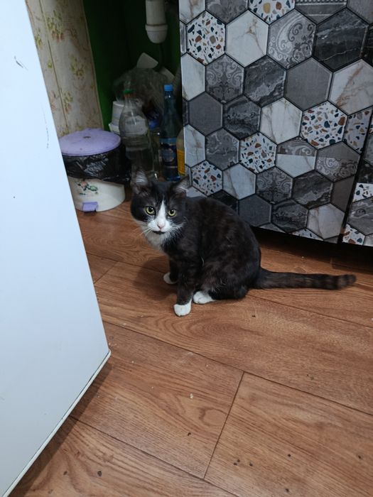 Потерялся котик.