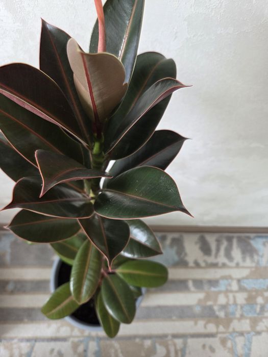 Фикус гүлі /цветок